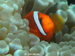 clownfish hiding!! by Joe Hoyle 